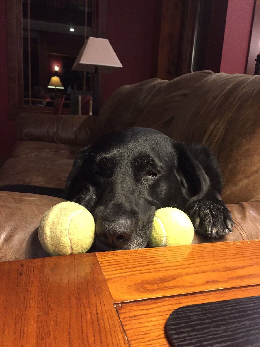 brentengelland's tweet photo. @dengelland_25 , Jodie is waiting for someone to play ball with her #notposed #diditherself https://t.co/eZFW6LOq3z