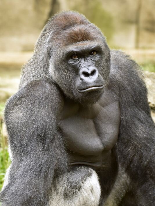 ApushGillette's tweet photo. Making the big guy happy again!!!! Go Razorbacks!!!! #ArkVsTXST #wps #Harambe https://t.co/y4QvzHkIei