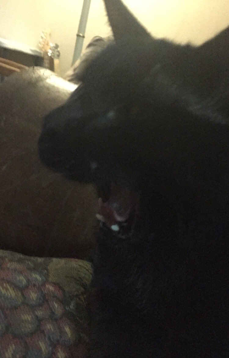 thebasedshooter's tweet photo. rare pictures of me yawning https://t.co/VoHqiOIoo6