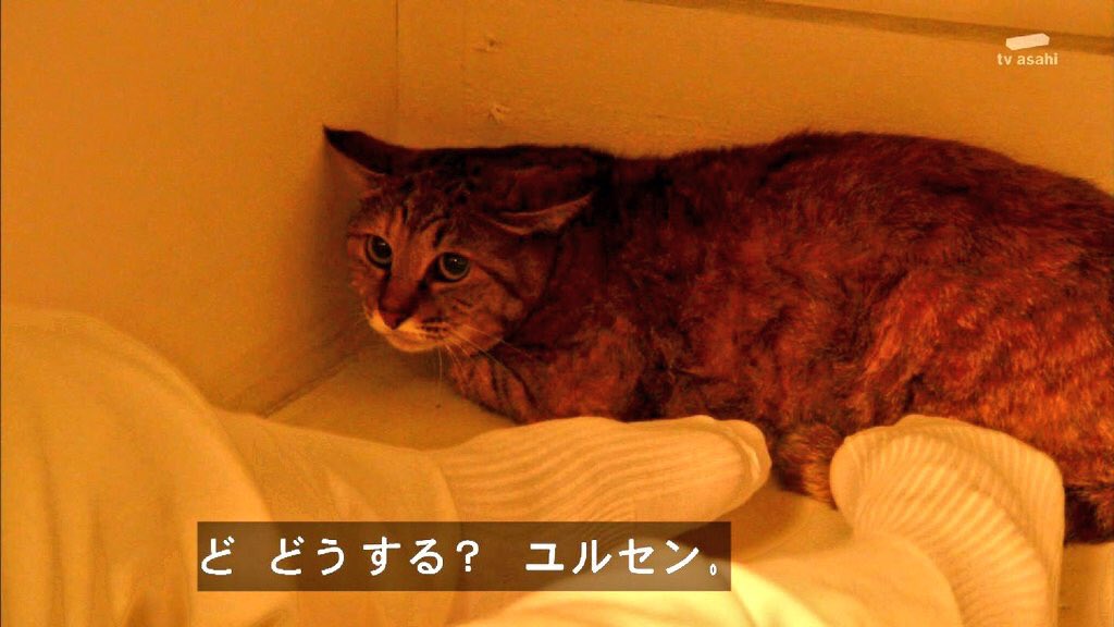 Issei Ueda ゴースト最終回よかった ユルセン猫やったんか