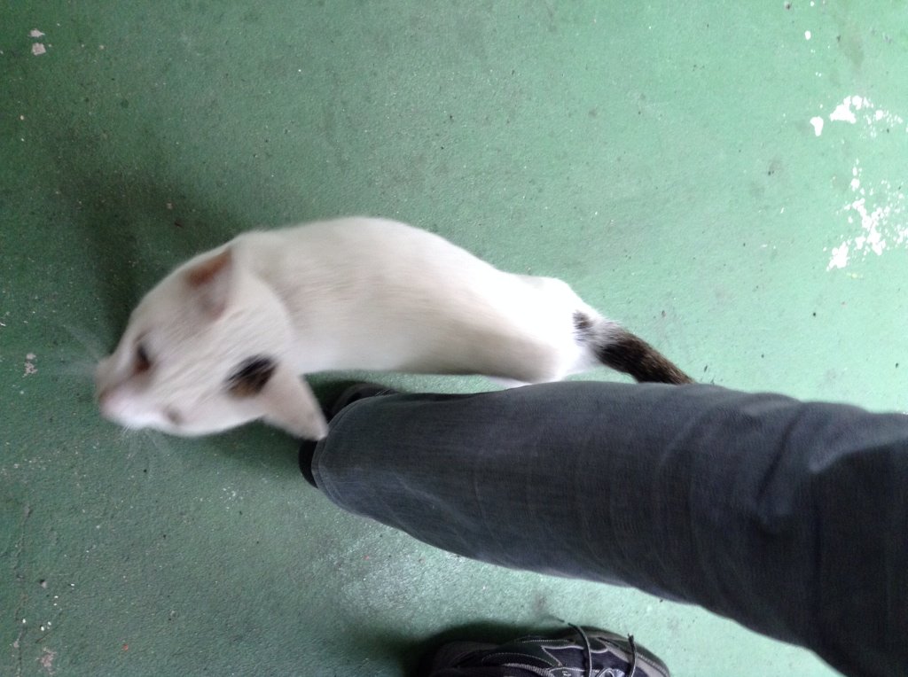 sosdogcat's tweet photo. ご飯もだけど愛情も下さい。寄ってきていい子いい子、撫で撫でしてといつも愛らしい白猫ちゃんです。 https://t.co/5t7diORIgs