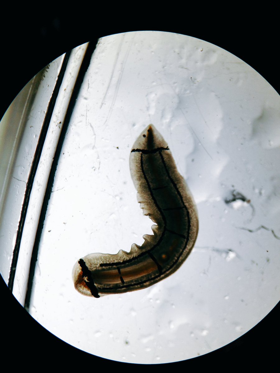 東京海洋大学 水産生物研究会 Twitterissa 謎のヒラムシ 坂田の海でとれました ヒラムシは元々分類がよく分かっていない謎の生物なのですが 黄色に黒い筋 こんなヘンテコな模様は見たことがないですし どんな文献を漁っても出てこないです 新種の可能性もありますね