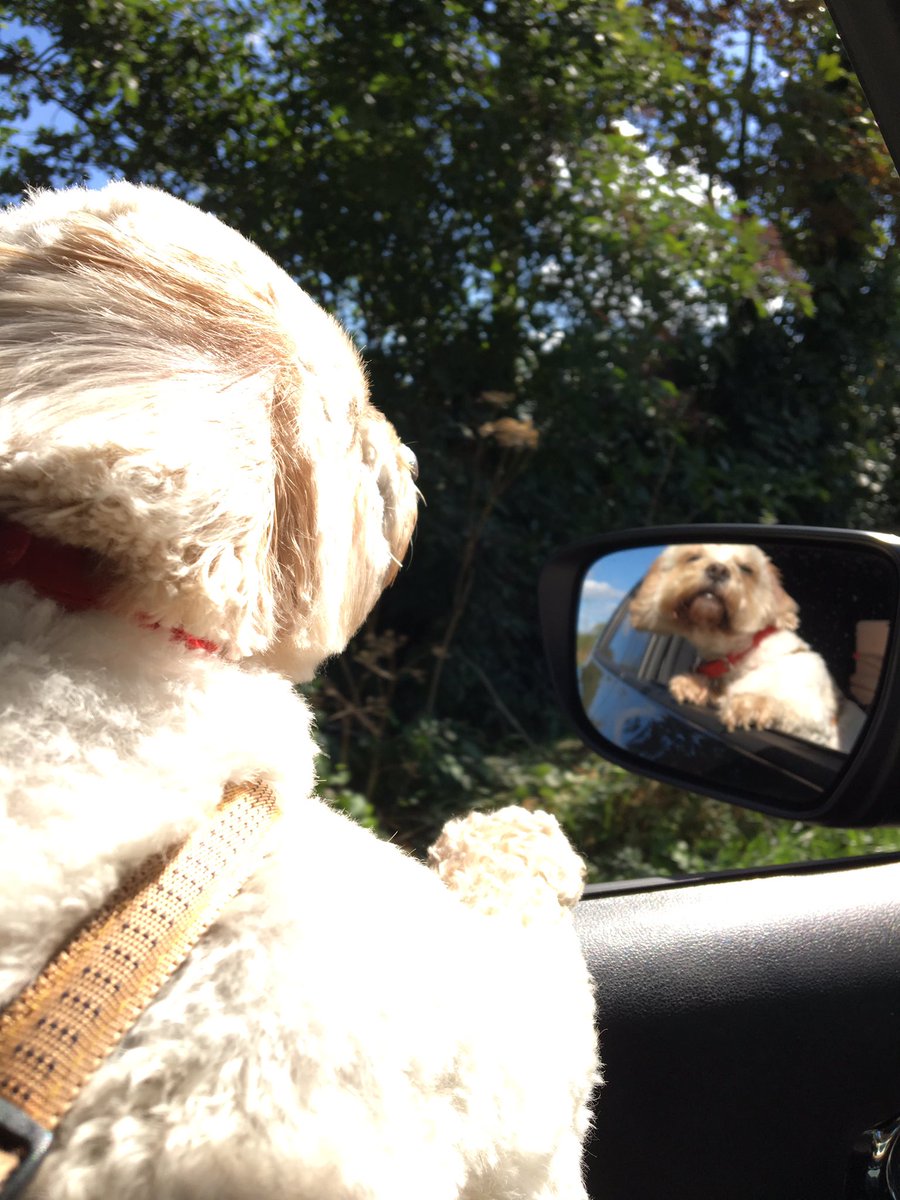 MsBaileyButton's tweet photo. #SundayMorning are made for road trips and feeling the wind through your ... fur 😂 https://t.co/Um6xNgnXwm