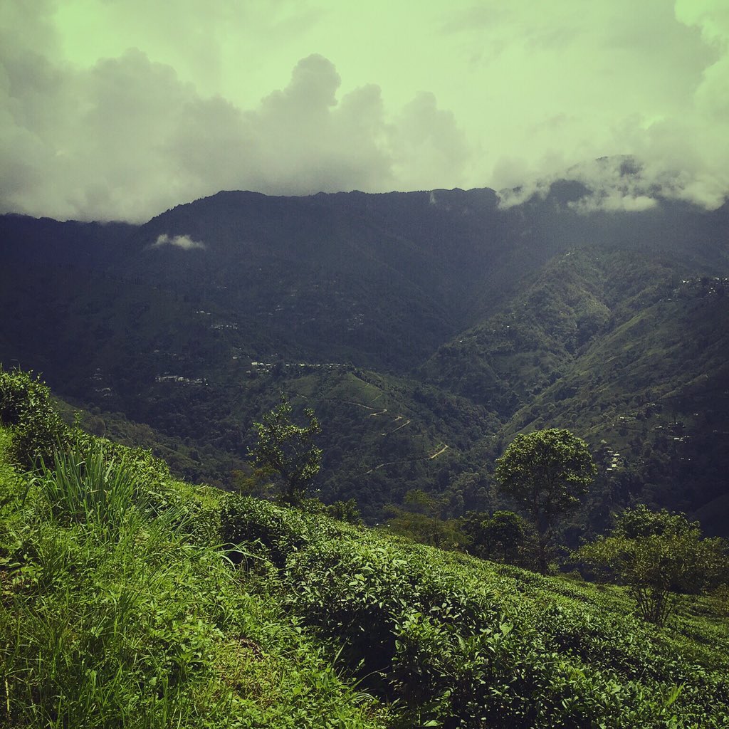 banthiav's tweet photo. The amazing #tea gardens at Singtom Estates near #Darjeeling, #India. Well worth the trek. https://t.co/bxOBvHDMCy