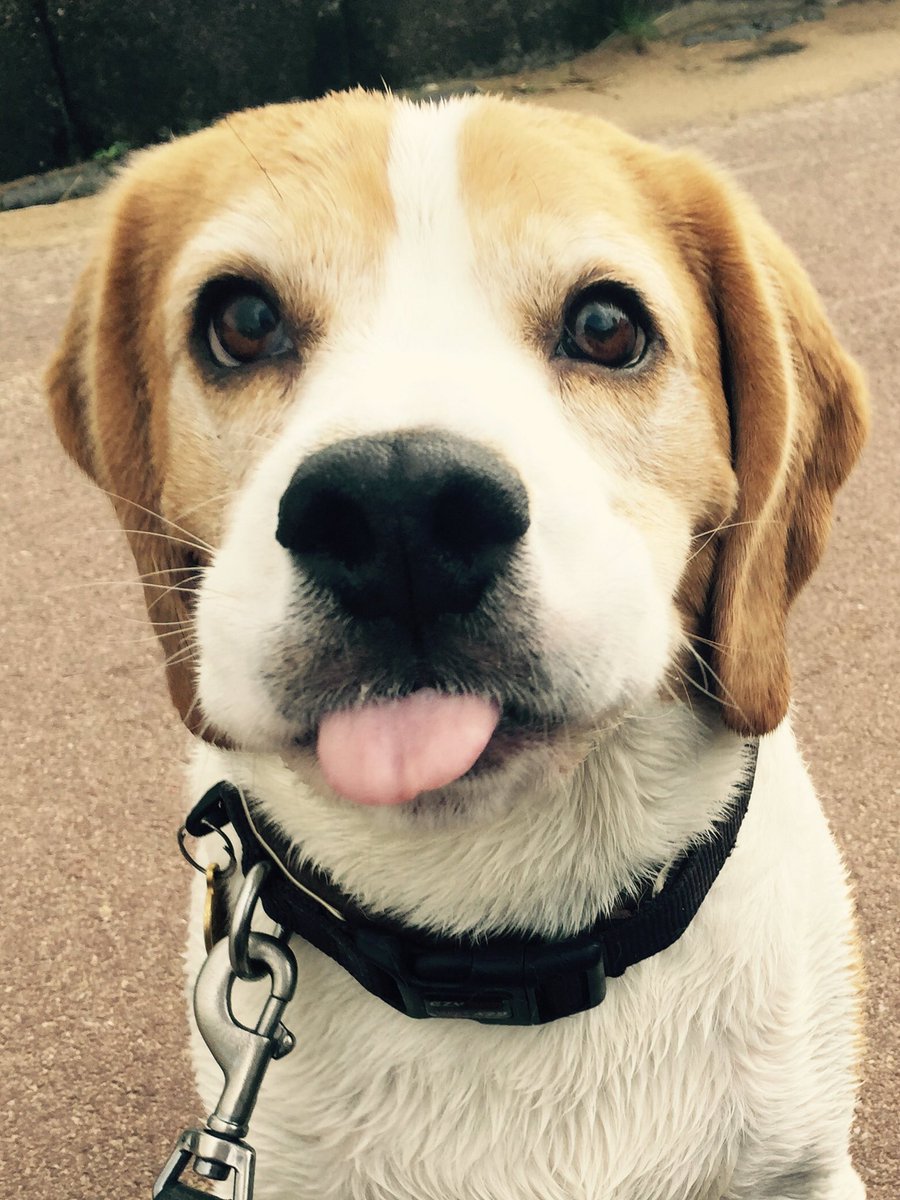 Itz my burfday!!! Gimme yum yums!!!! #beagle #5today #treats