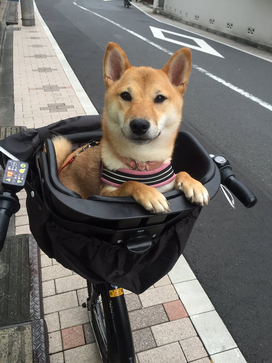 自転車 かご 犬 用