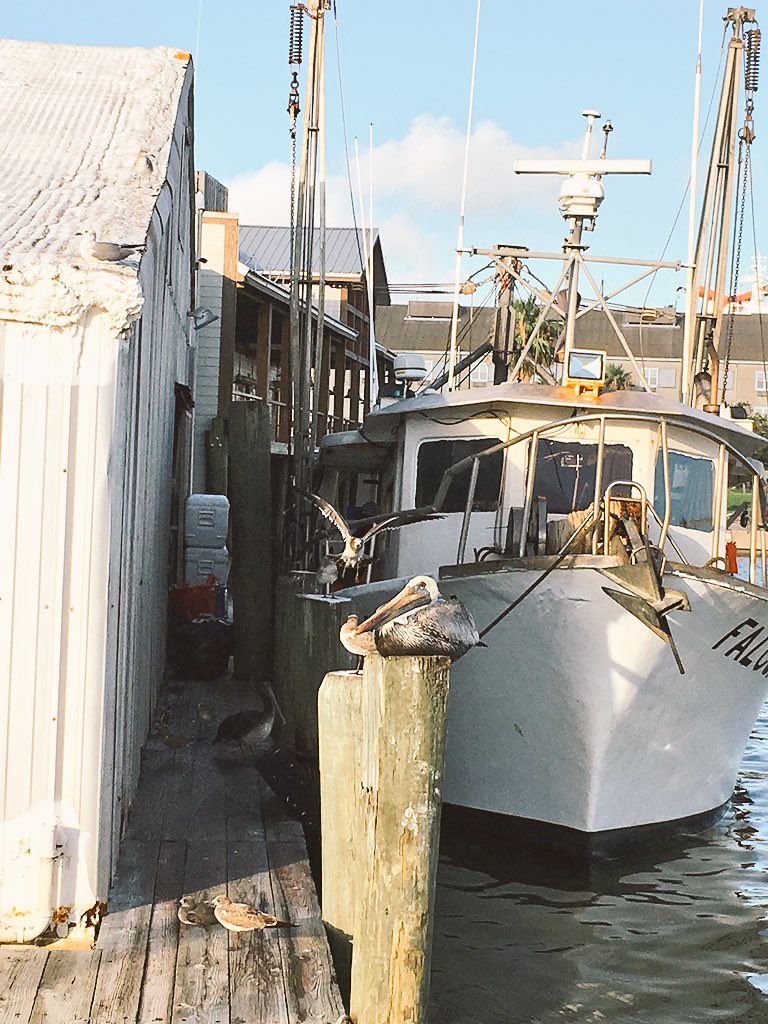 KatiesSeafood's tweet photo. F/V Falcon fan club showed up for the unload! #gulfwild https://t.co/2S6rLz9E7k
