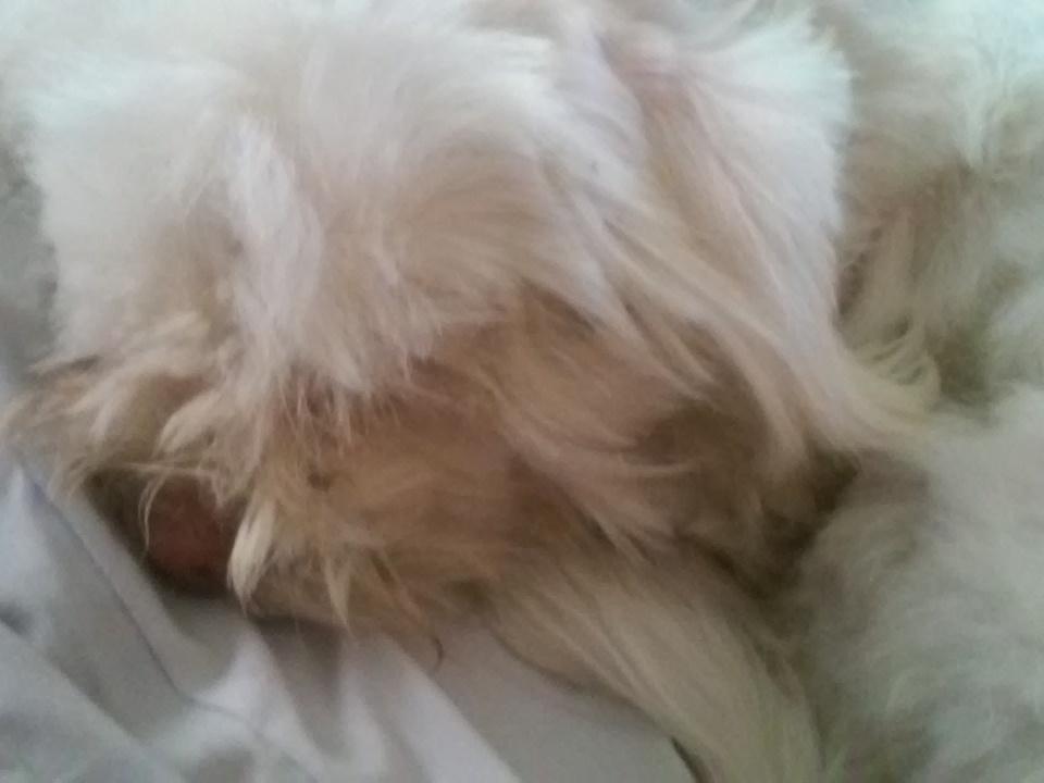 BishakaPrincess's tweet photo. My #pogo is sleeping in a #cutess #way ๐๐ https://t.co/YtWmd1lCF9