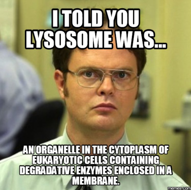 lysosomess's tweet photo. https://t.co/QDINHp8QII