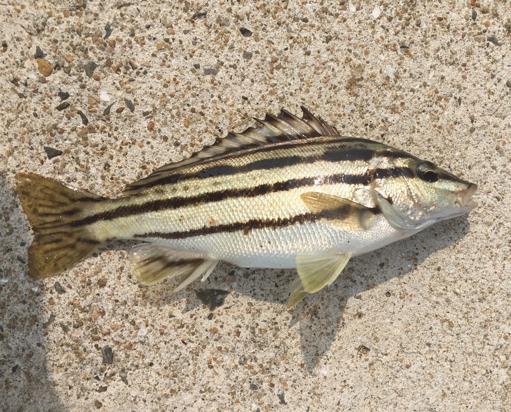 つなかん チヌ狙い Twitter પર この前シマイサキ釣れたけど 食べ方がわからなかったから すぐにリリース 塩焼きにしたら美味しいらしいね 釣り 釣りガール