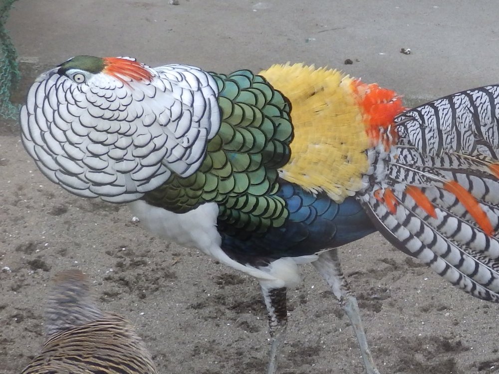 お散歩パンダ Twitterissa 理由もなく ど派手な鳥に会いたくなるときがあるのです 川口グリーンセンター キンケイ ギンケイ