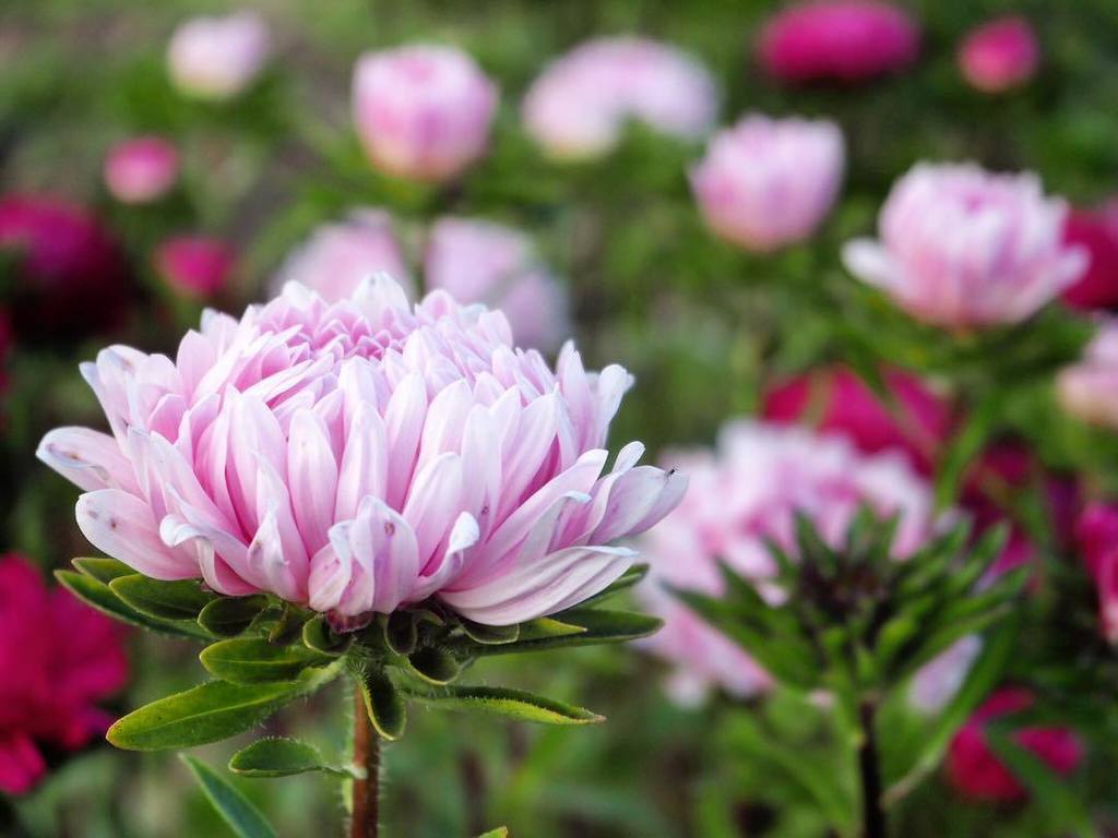 smthng_btfl's tweet photo. Aster flowers / #asterflowers #aster #flowers #blossom #garden #shallowdepthoffield #shall… https://t.co/OJSwqDZ9NN https://t.co/vketAhWgYb