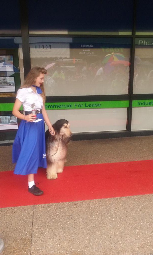 KMarshman78's tweet photo. Winner Best Groomed #rockinmaryborough #profcomm #poochesonparade https://t.co/A9qsof54vb