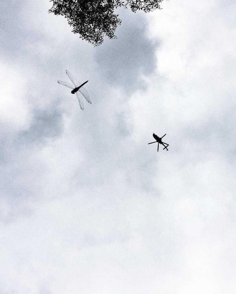 When I was a child, we used to call dragonflies helicopters. So it was mostly luck I have … ift.tt/2d7wuoj