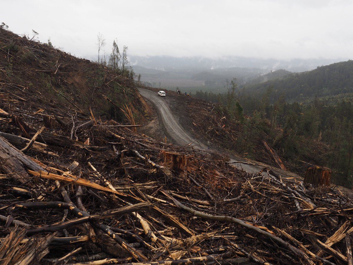 BobBrownFndn's tweet photo. When you go out to the Styx today you're in for a horror suprise. Main rd to World Heritage Giants. Shame #politas https://t.co/22MmPKQkAc