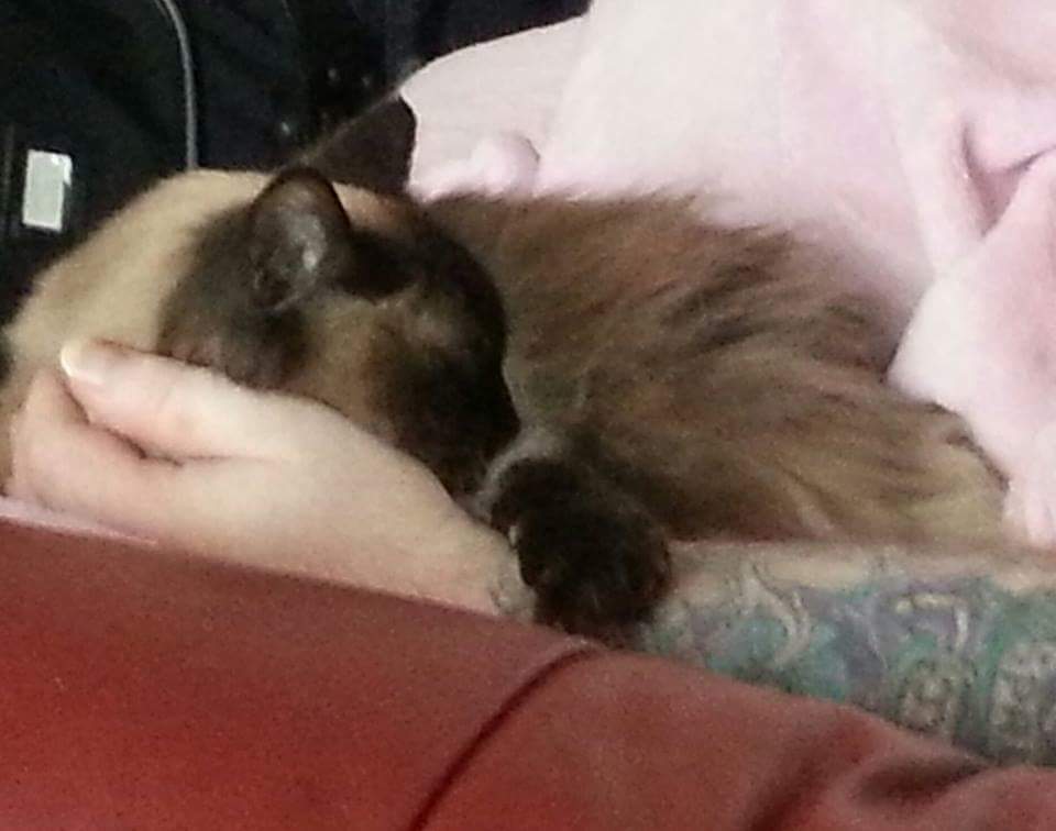 xxcharleneyxx's tweet photo. Aww I miss my Elsa!! Thanks #Facebookmoments #Ragdoll #CatsOfTwitter #RIPpets https://t.co/LxAx2GXoLo