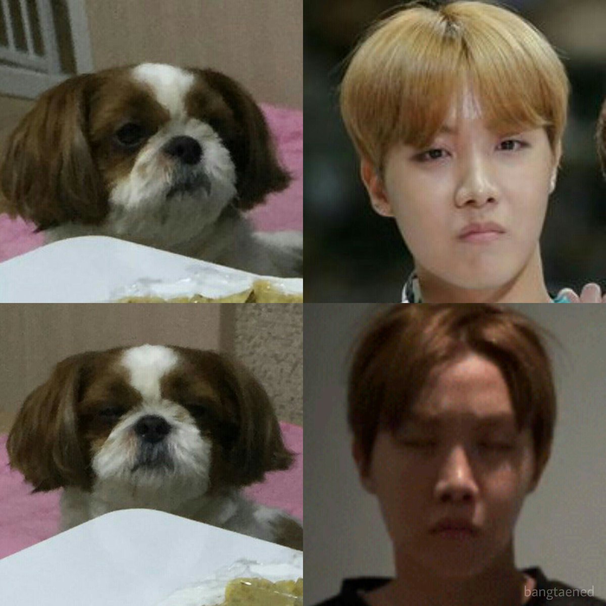 [Appreciation] BTS x Dogs part 3 ~ J-Hope - Celebrity Photos - OneHallyu