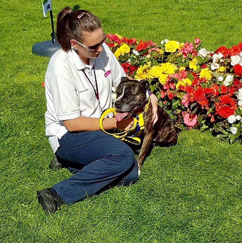 Rochdale Dog Rescue on Twitter "Petals Day Out ️ If you are interested
