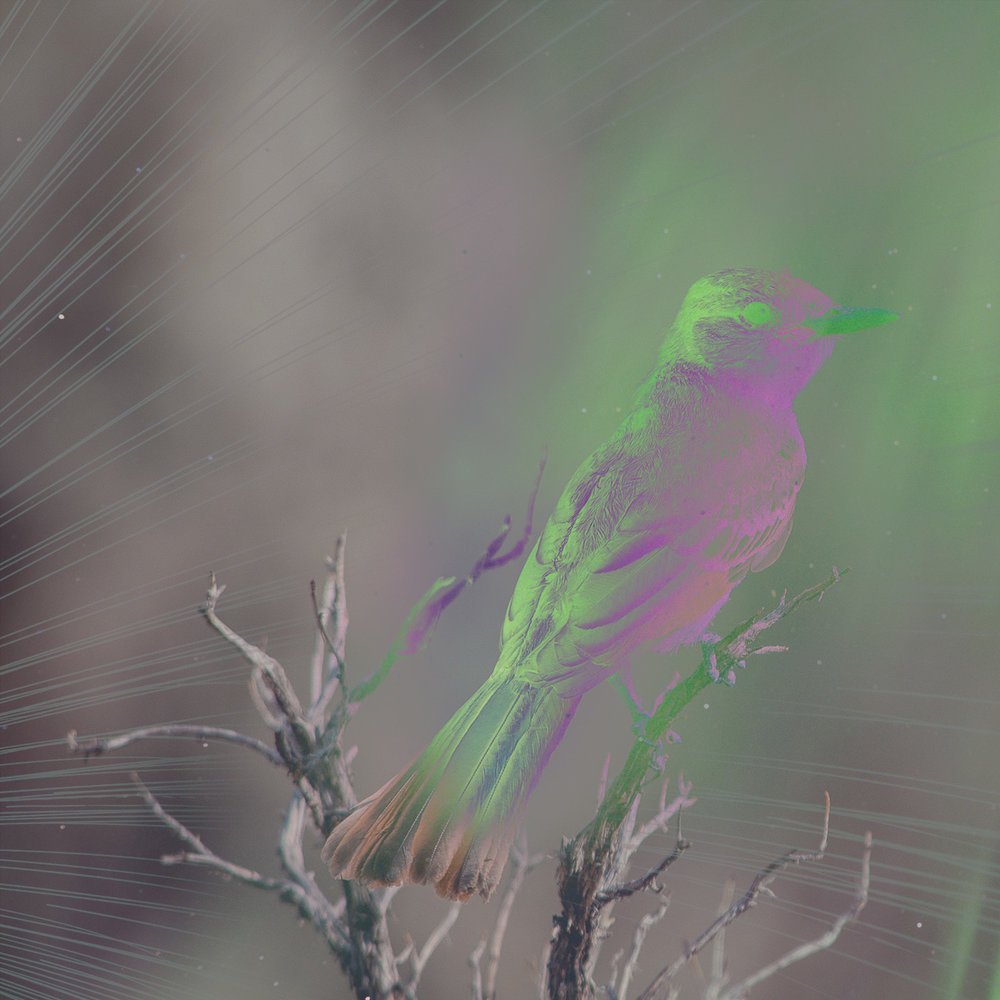 iamcrimeart's tweet image. #ICYMI

Day 17 of #iamcrime3aday bit.ly/2bTlgqk                

#daredevil #jellyfish #bird #art