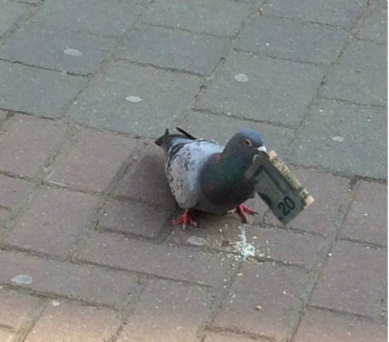 Indulgencia_off's tweet photo. Это голубь-магнат. Ретвит, и тебя ждёт успех и финансовое благополучие. https://t.co/EiZJOh6eqs