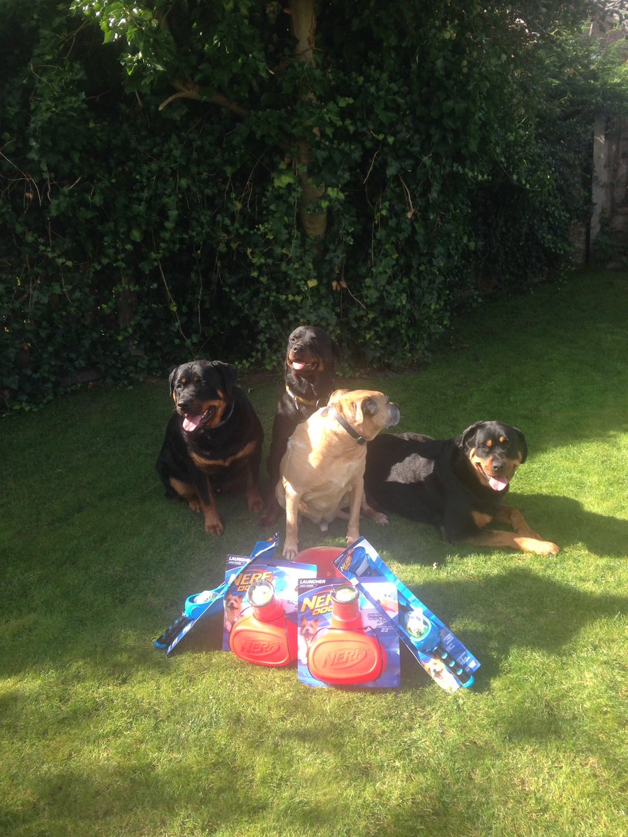 TheMalonesGB's tweet image. Good doggies xxx