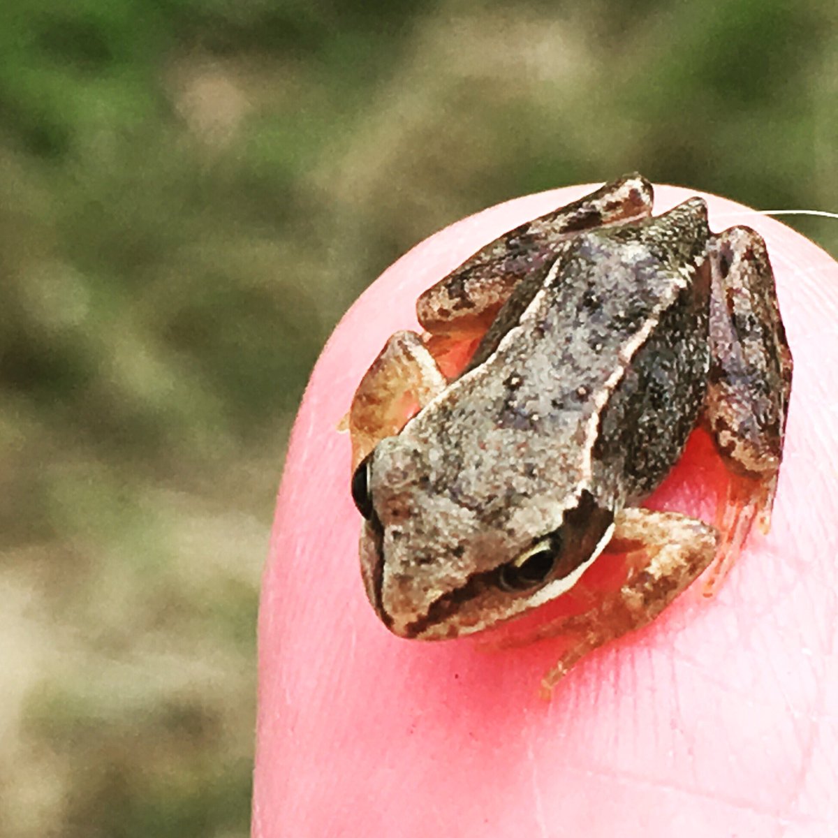 Emma Morris tweet media