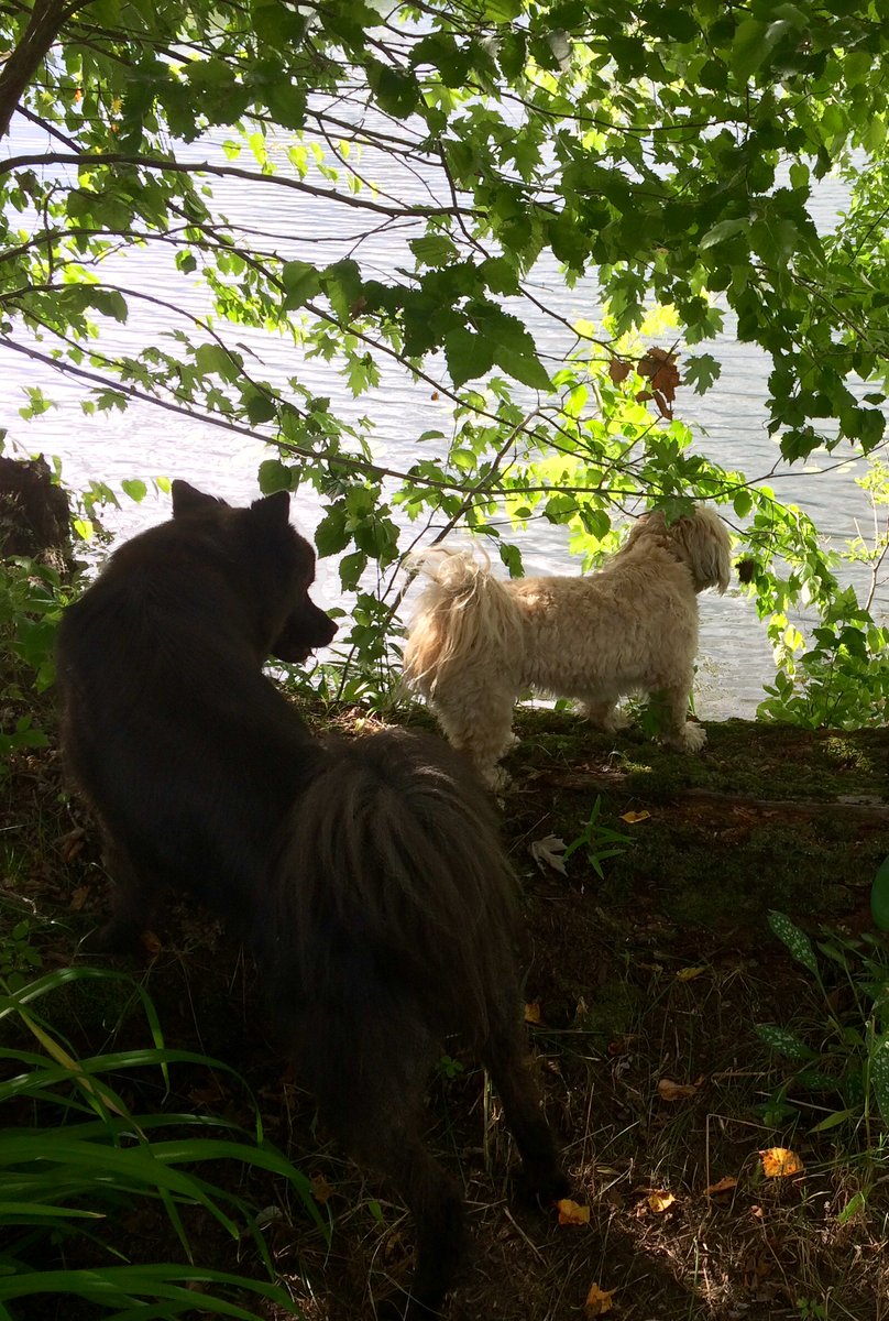 SonjaRodewald's tweet photo. #dogsofseabags
Happy National Dog Week 
Rahvi &amp; Gyo https://t.co/Tp3O55y2dZ