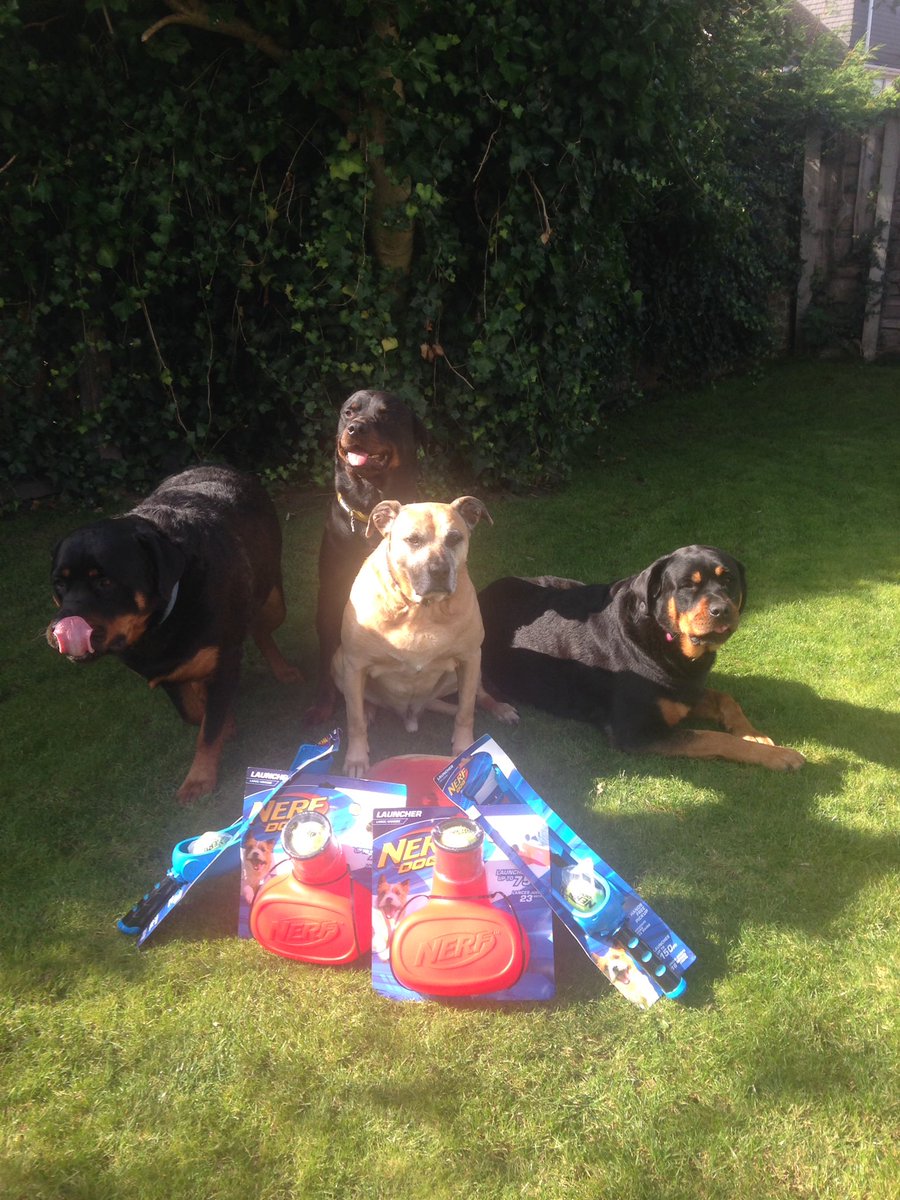 TheMalonesGB's tweet image. We been good doggies !!!