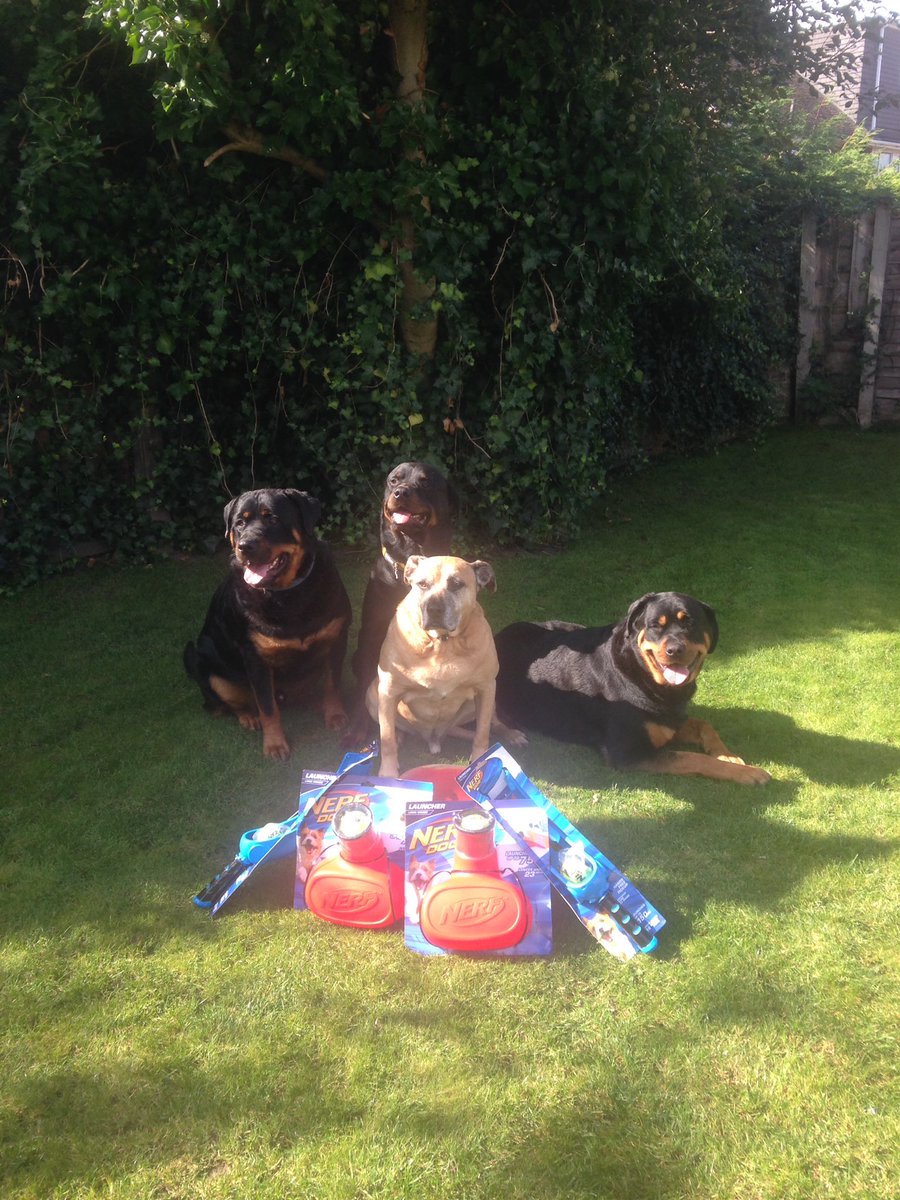 TheMalonesGB's tweet image. Good doggies deserve good toys xxx
