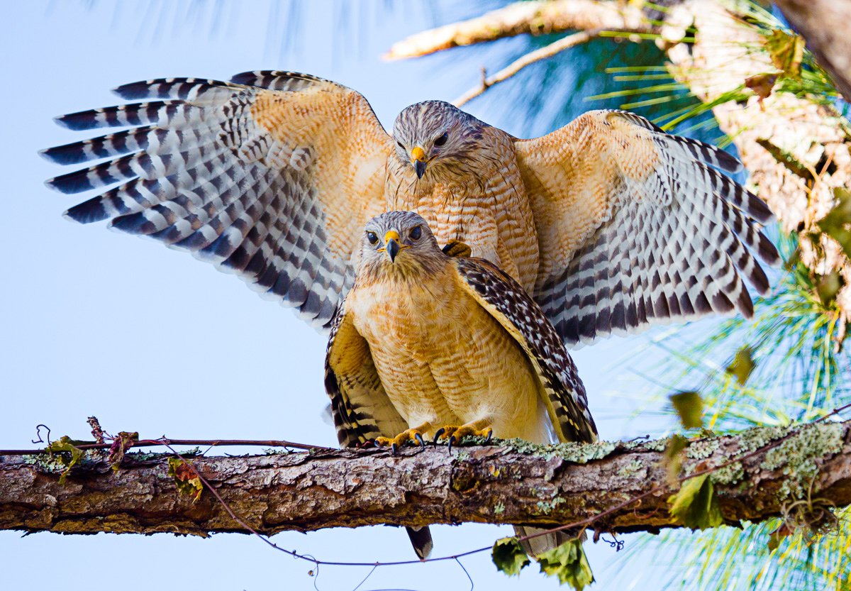 FairchildGarden's tweet photo. That's hawkward, we have not received your pics for the bird photography contest! More info: https://t.co/mRjGxPmHAN https://t.co/FSIOQnjRhj