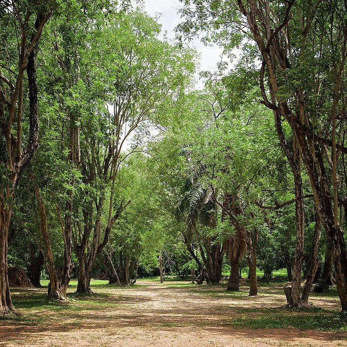 destination_gh's tweet photo. LEGON BOTANICAL GARDENS

Uniquely designed for those looking for somewhere special to take the whole family. https://t.co/zROwK3omlk