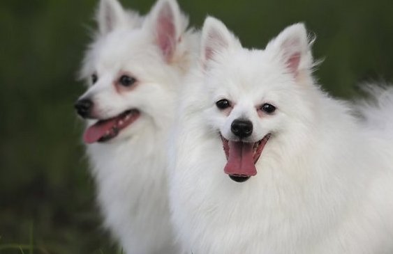 DelfiLV's tweet image. Dāmu mīlulis ar lapsas purniņu – retais itāļu špics delfi.lv/a/47918173