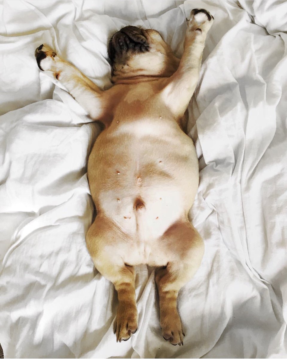 RescuePawsTweet's tweet photo. Sunday vibes 😌😴

📷: @frenchie_harley_ https://t.co/0BxWI5p3bN