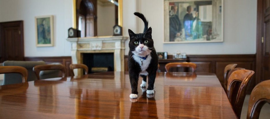 Battersea_'s tweet photo. At today's @foreignoffice Open House, help our former resident @diplomog to #FindTheMice https://t.co/OjQApNSDL0 https://t.co/i4EIXfxMZs