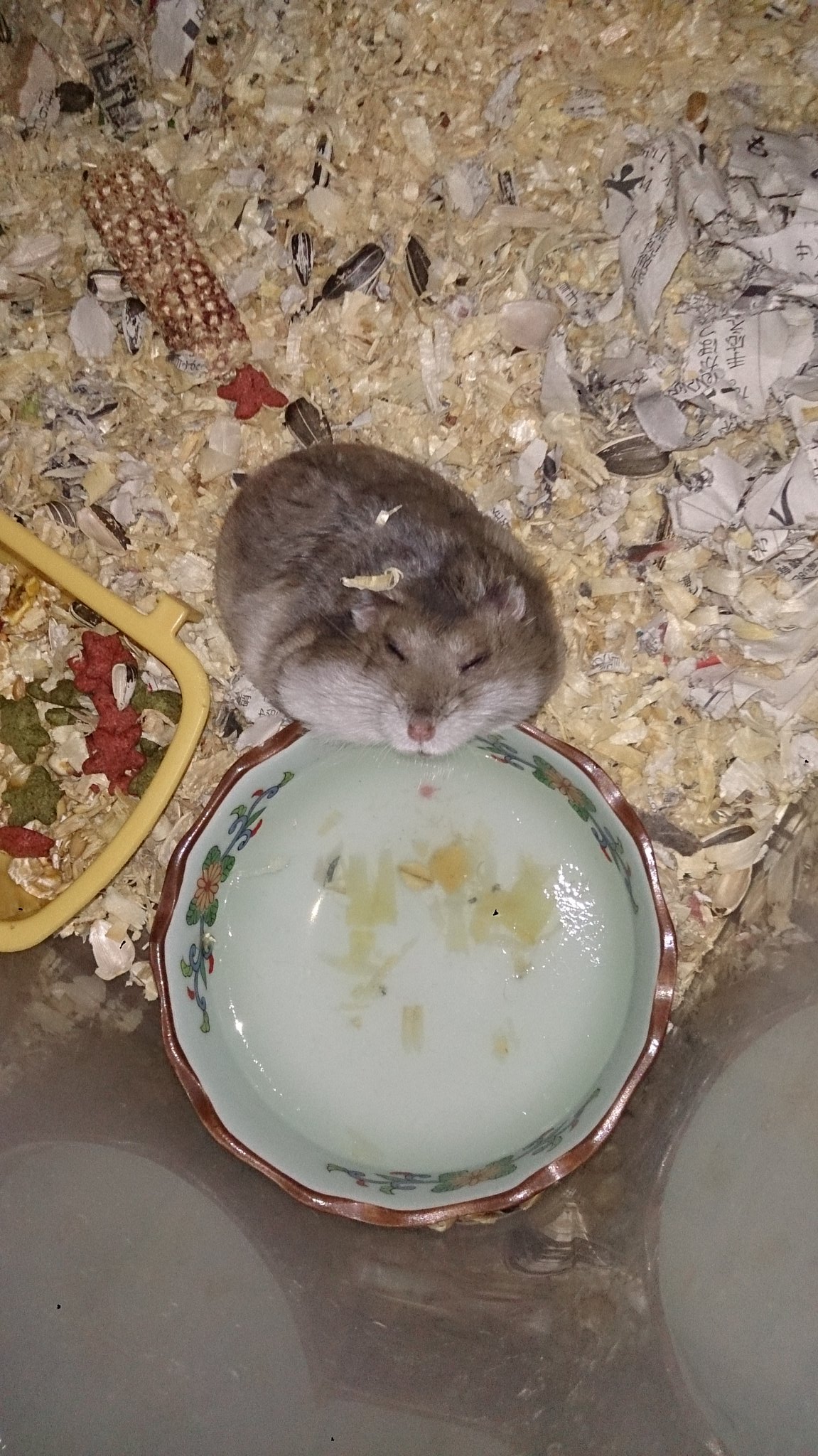 Tutiinu 水飲み場で寝落ちするハムスター そんなとこで寝るのか 困惑