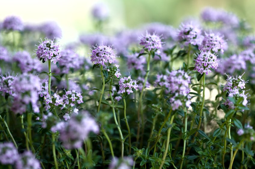 Chilgrove – Botanical #4 - Satureja hortensis. A traditional &amp; popular herb which lends a sweet &amp; delicate aroma.