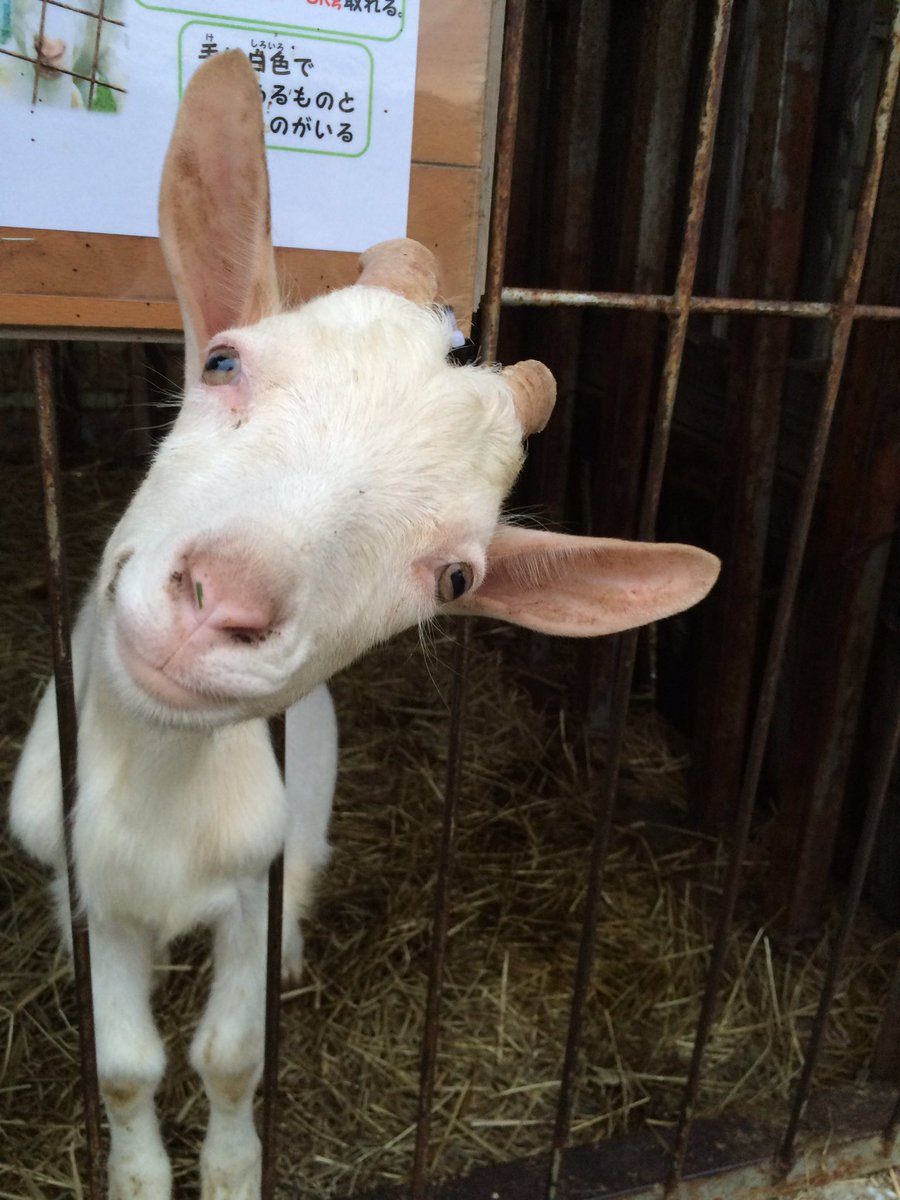 有 ハイジ牧場 ヤギ展示のnewフェイス 名前はまだない 飼育員sは勝手にジョナサンと呼んでいるのですが ジョナサン顔じゃないんですよね 名前募集中です ヤギ ハイジ牧場