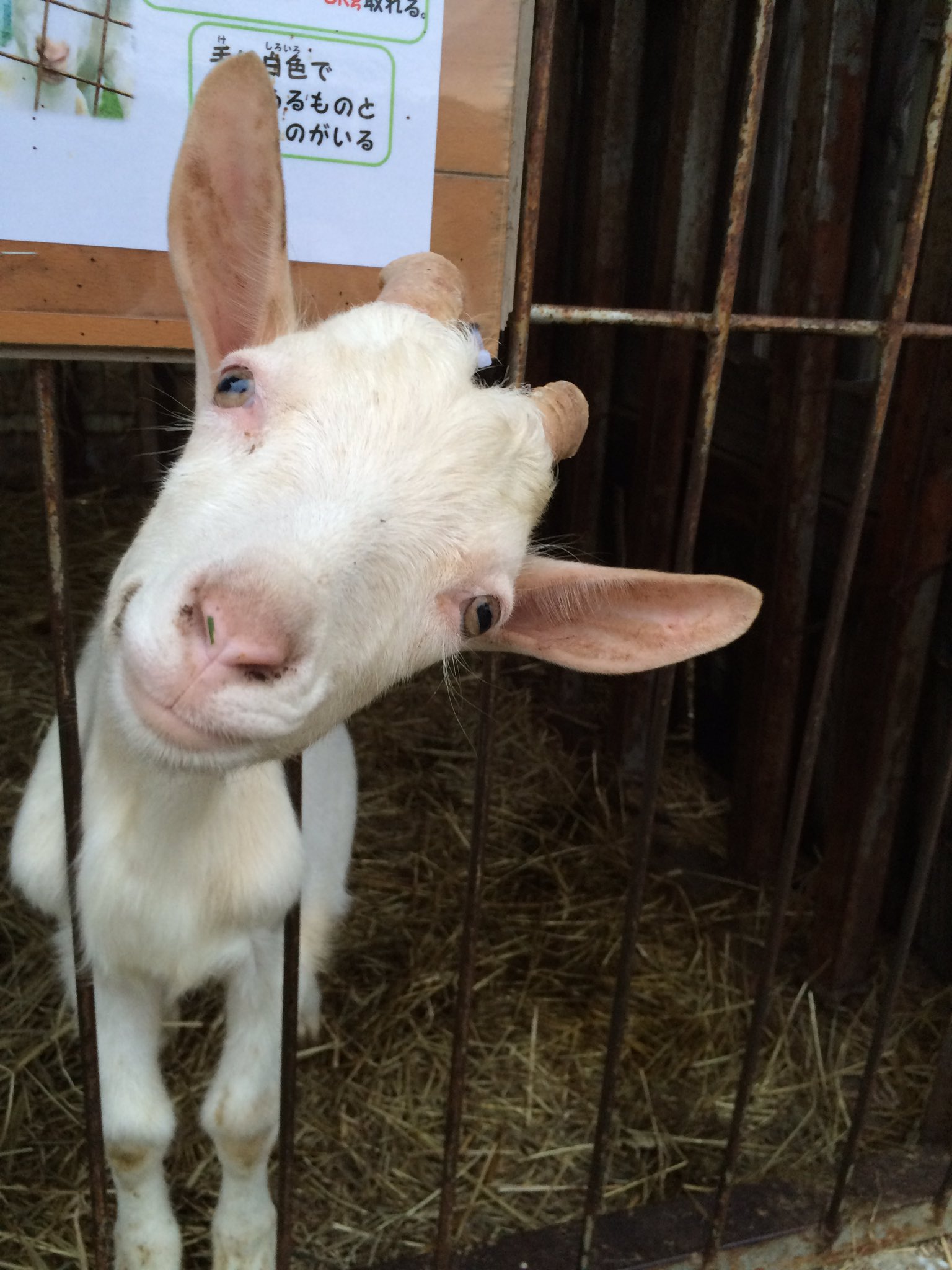 有 ハイジ牧場 ヤギ展示のnewフェイス 名前はまだない 飼育員sは勝手にジョナサンと呼んでいるのですが ジョナサン顔じゃないんですよね 名前募集中です ヤギ ハイジ牧場 T Co Xxc7ikcbaj Twitter