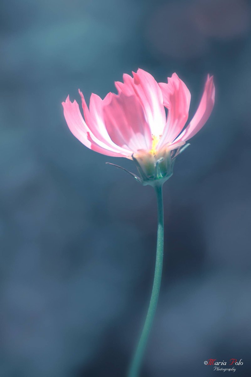 merys80's tweet image. Siempre hay flores...
#FelizDomingo ;)
facebook.com/MariaPoloPhoto…
#Kuchifmfotos #Thephotohour