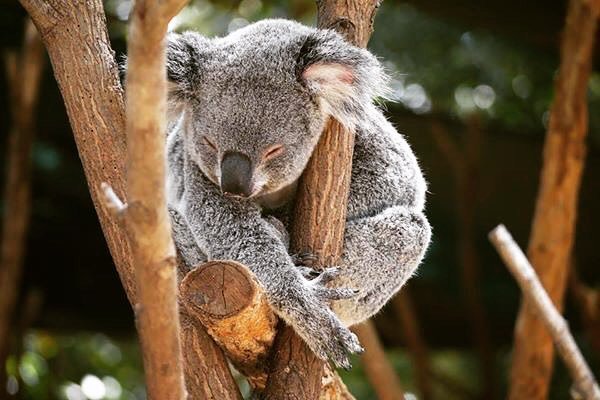 WYWHWU's tweet photo. Fell in love with a Koala at Currumbin Wildlife Sanctuary... She looks like she needs a cu… https://t.co/lzOBVVXefu https://t.co/KA1HlxMBow