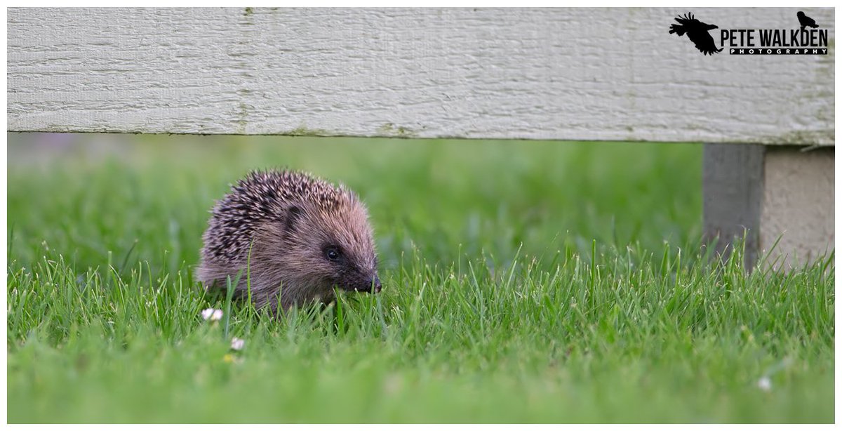 #Mull #hedgehog <a href="/WildMull/">Wildlife on Mull</a> <a href="/Argyll_IslesApp/">Argyll and the Isles</a> <a href="/wildscotland/">Wild Scotland</a> <a href="/ScotsMagazine/">ScotsMagazine</a> <a href="/BBCSpringwatch/">BBC Springwatch</a>