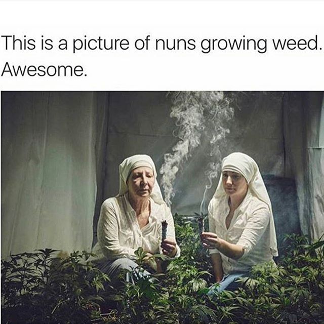 thehigh356's tweet photo. #marijuana #weed #cannabis #hemp #maryjane https://t.co/K1QtbnnPuu
