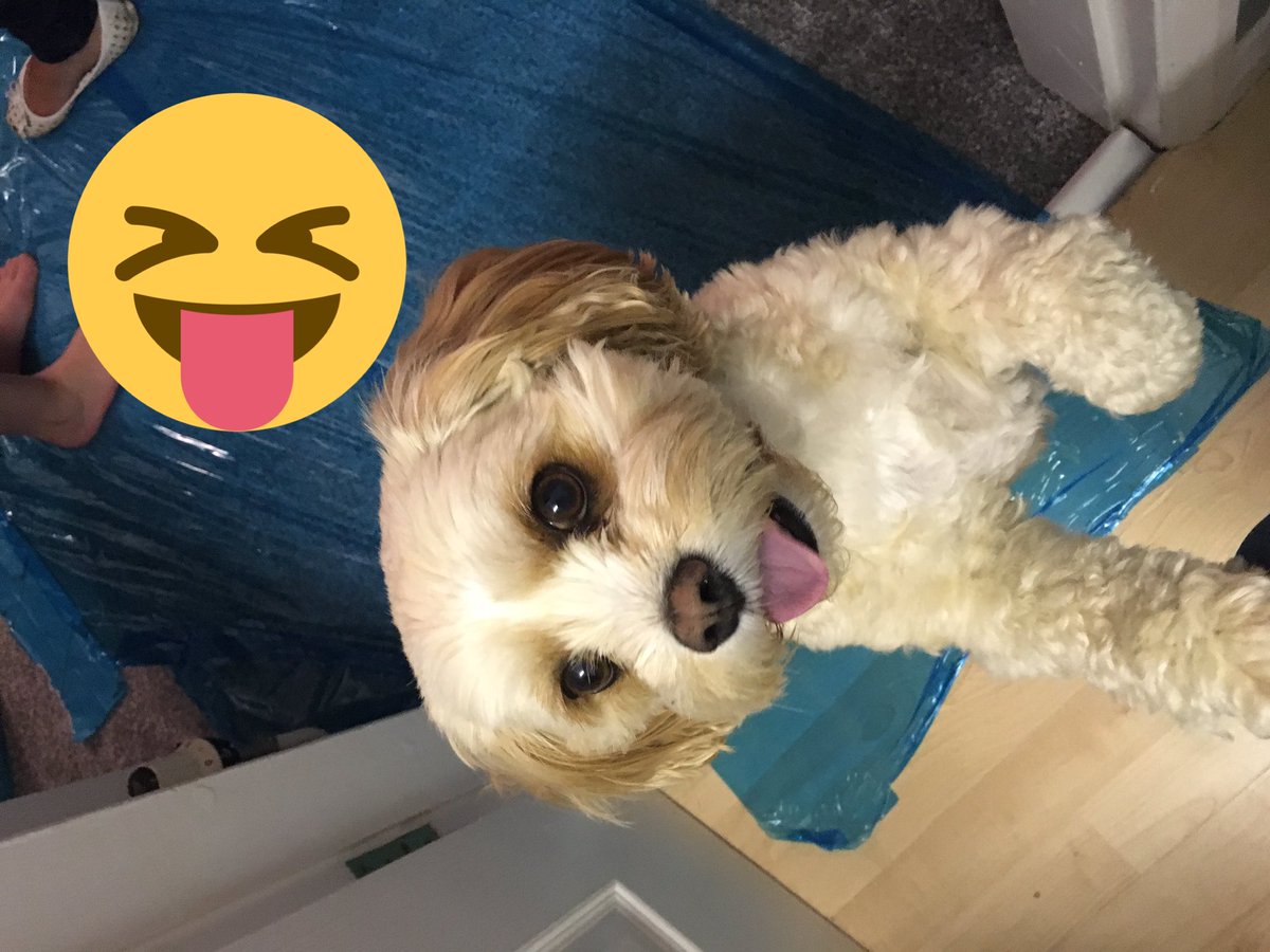 NinaB1984's tweet photo. #dogsoftwitter #stelladog #cutestdog #cavachon #lookatthattounge https://t.co/onIvwSTfDU