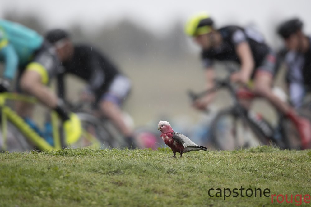Collarbone-corner can be tricky in the rain, and even trickier with a Galah in the bunch <a href="/stromloforest/">Stromlo Forest Park</a> <a href="/NatCapTour/">Nat Cap Tour</a>