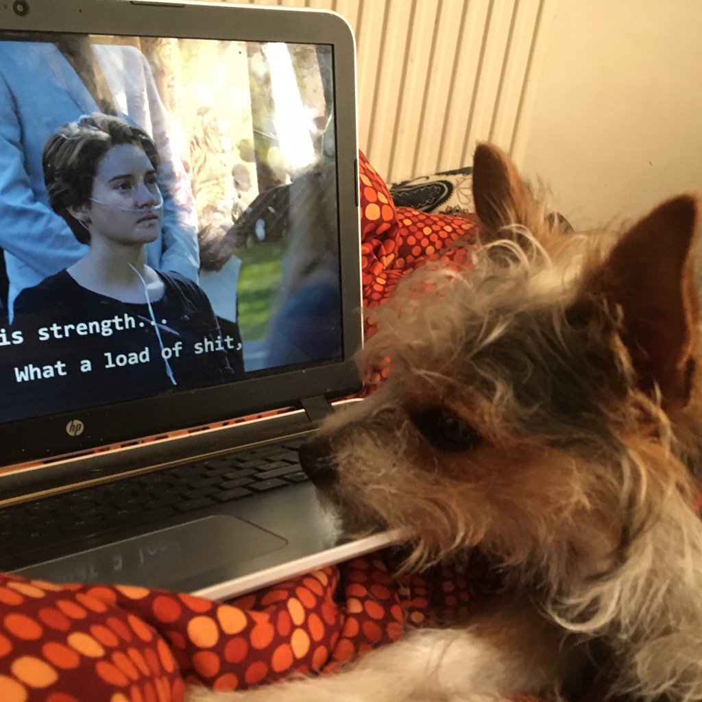 LUBOttom's tweet photo. Kitten is watching The Fault in our Stars and she's so sad. #sentimentalpuppy https://t.co/VAhcuOrjgL