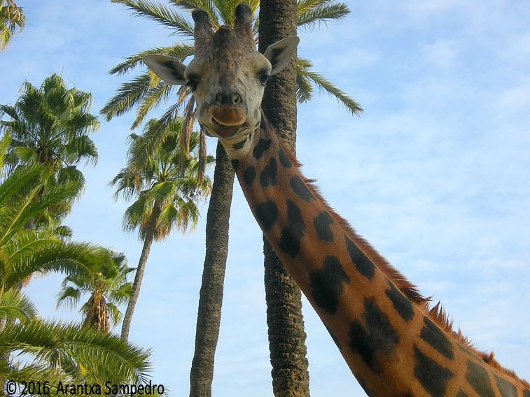 aransampedro's tweet image. Mirando a la camara goo.gl/cSnhau @ComparteMiradas #ThePhotoHour #photography #nikon @YoSoyFotografa
