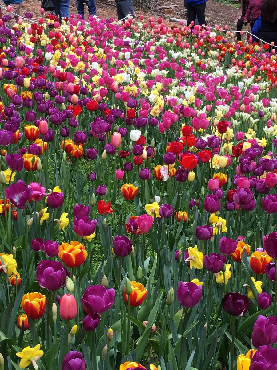 LizBehjat's tweet photo. How amazingly beautiful are the tulips at Araluen Botanic Park? #JustAnotherDayinWA https://t.co/D0sYU8WhDC