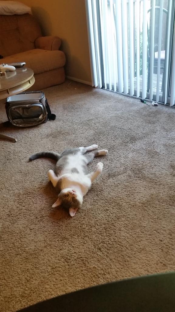 lickyofuzz's tweet photo. Smooookkee https://t.co/iFk67W6RWd
