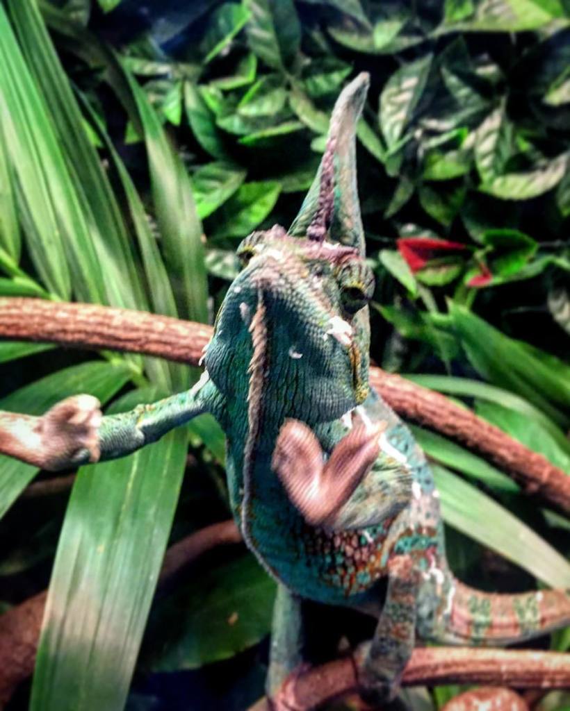 WYWHWU's tweet photo. "Ey, what's up"? (Said like The Fonz...) #chameleon 
#campervan #vanlife #campervanlife #v… https://t.co/PXdnJr2TdU https://t.co/n7lrg9Rk3Y