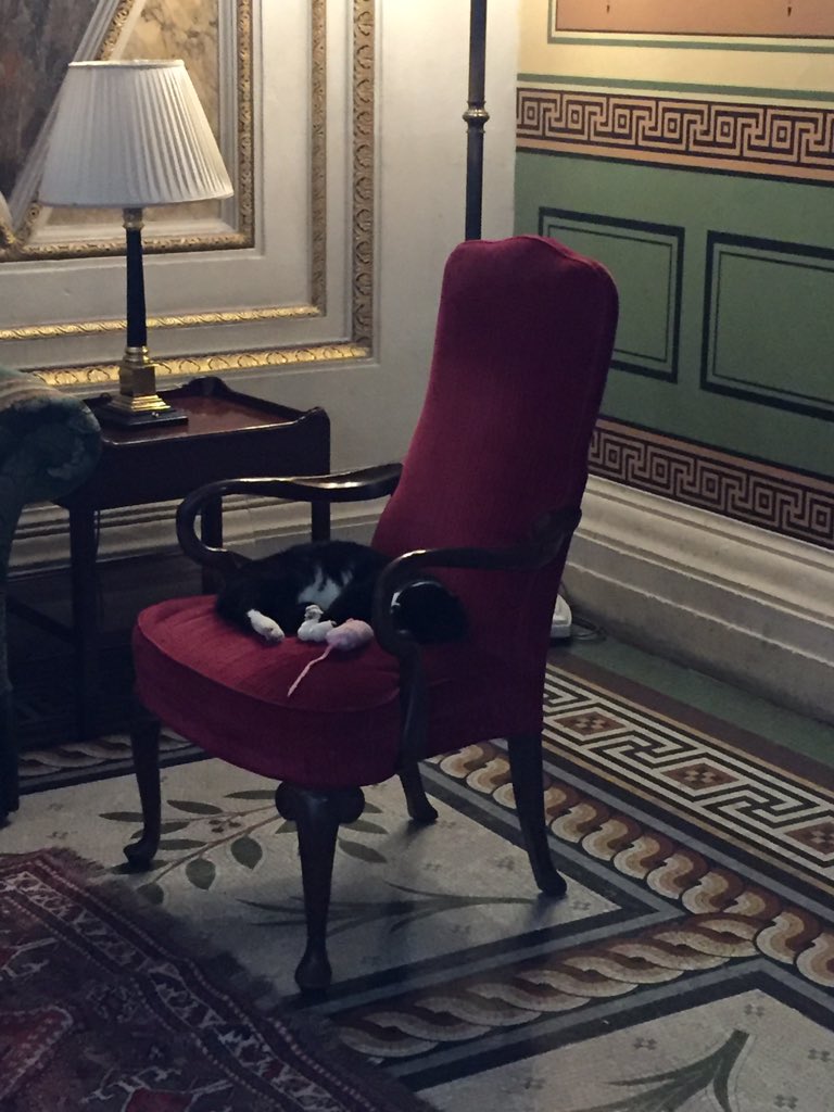 m3shaal_'s tweet photo. @DiploMog enjoying a nap with one of his toys, but found another for when he wakes up! #findthemice #OpenHoiseFCO https://t.co/yQoTi6UN2H